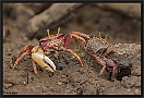 Purple Fiddler Crab, Uca tangeri Location: Tanji, the Gambia purple Fiddler Crab MG 6788 kopie